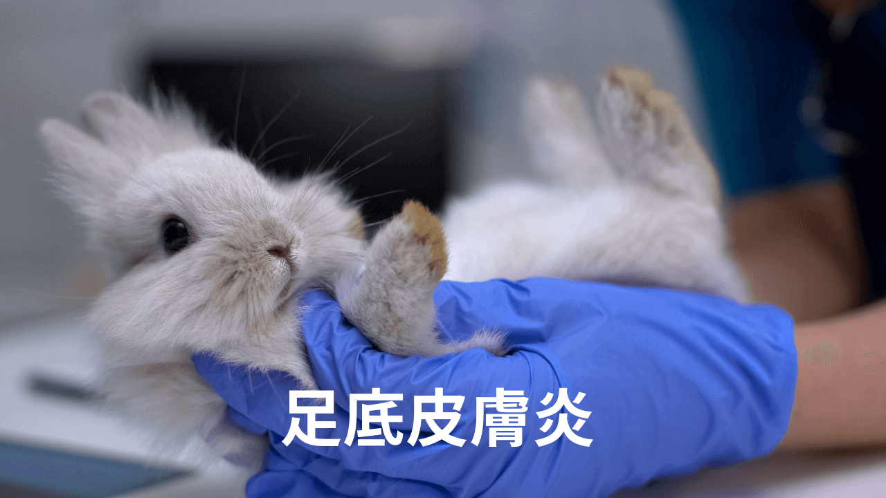 足底皮膚炎 熊本のウサギ専門動物病院 うさぎの病院