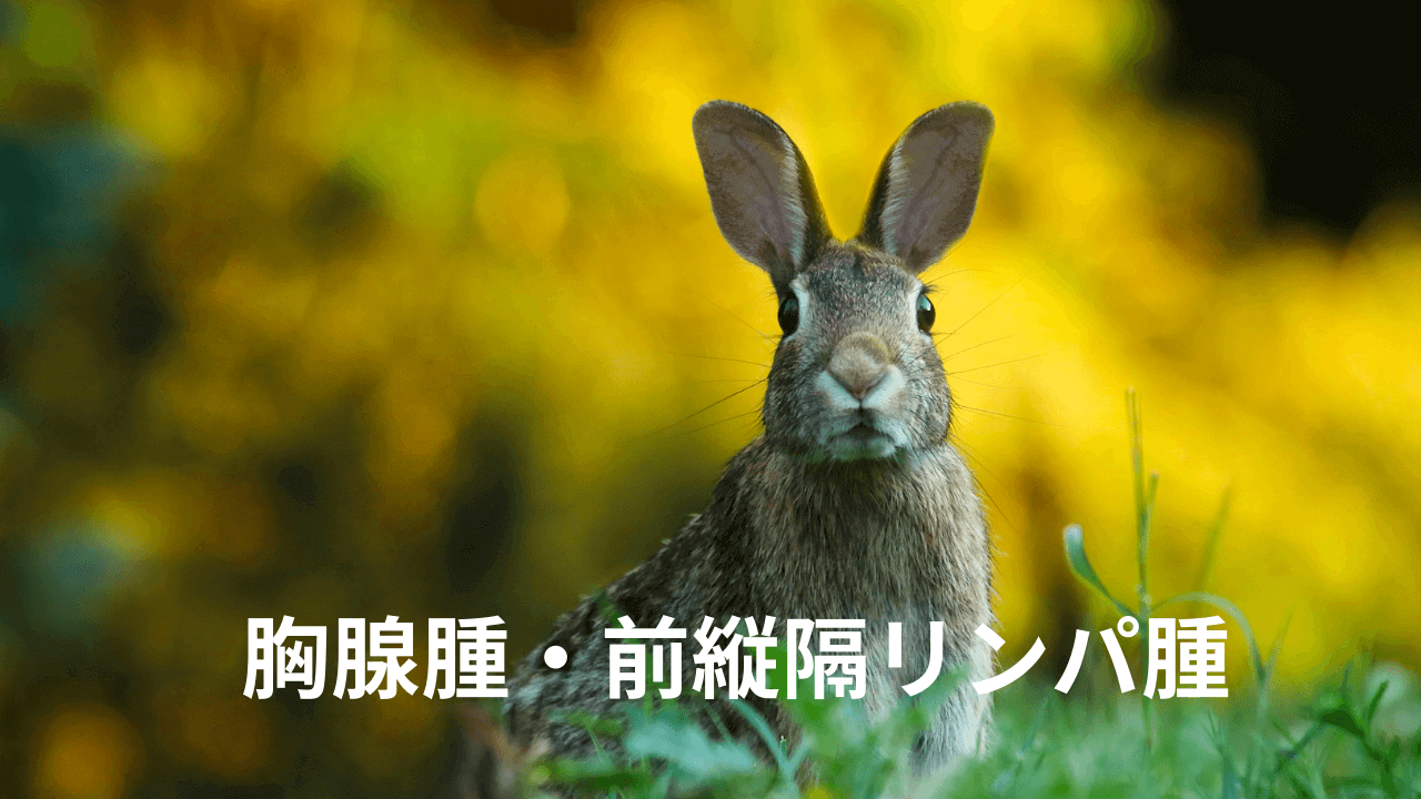 腫瘍性 膿瘍性疾患による脱毛 熊本のウサギ専門動物病院 うさぎの病院