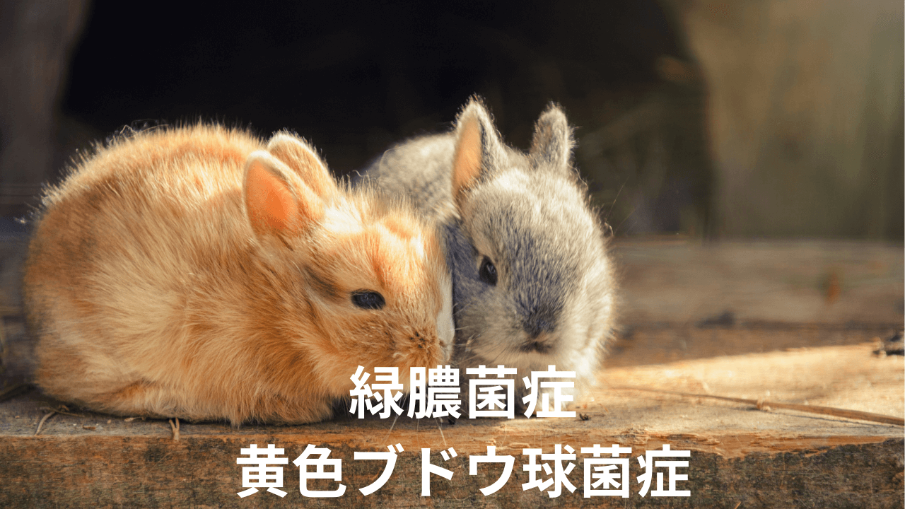 緑膿菌症 黄色ブドウ球菌症 熊本のウサギ専門動物病院 うさぎの病院