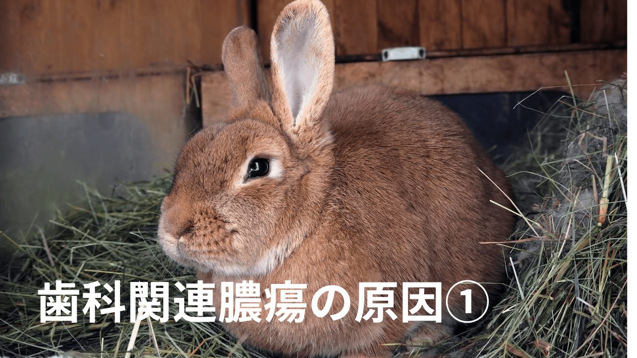 歯科関連膿瘍の原因1 | 熊本のウサギ専門動物病院、うさぎの病院